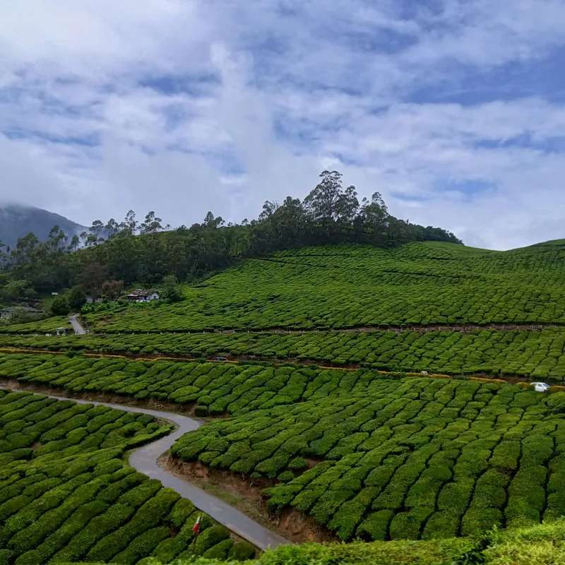 Tea plantation hills under a blue sky in Munnar, Kerala